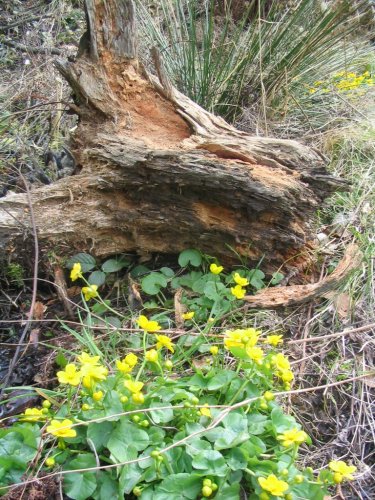 Vycházka do Vizovických vrchů - 5.4.2007